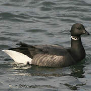 Brant Goose