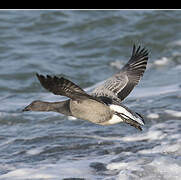 Brant Goose