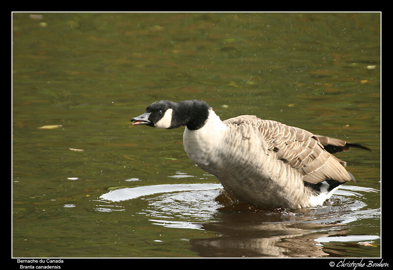 Canada Gooseadult