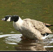 Canada Goose