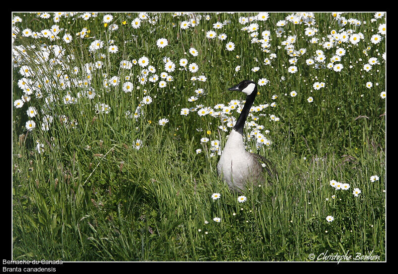 Canada Goose, identification