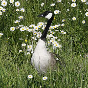 Canada Goose