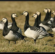 Barnacle Goose