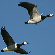 Barnacle Goose