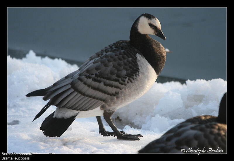 Barnacle Goose, identification