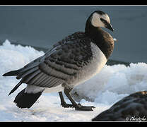 Barnacle Goose