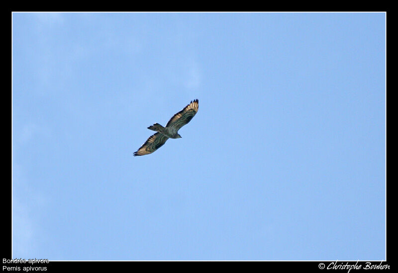 European Honey Buzzard