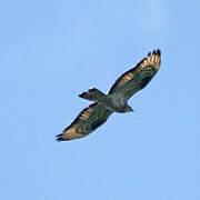 European Honey Buzzard