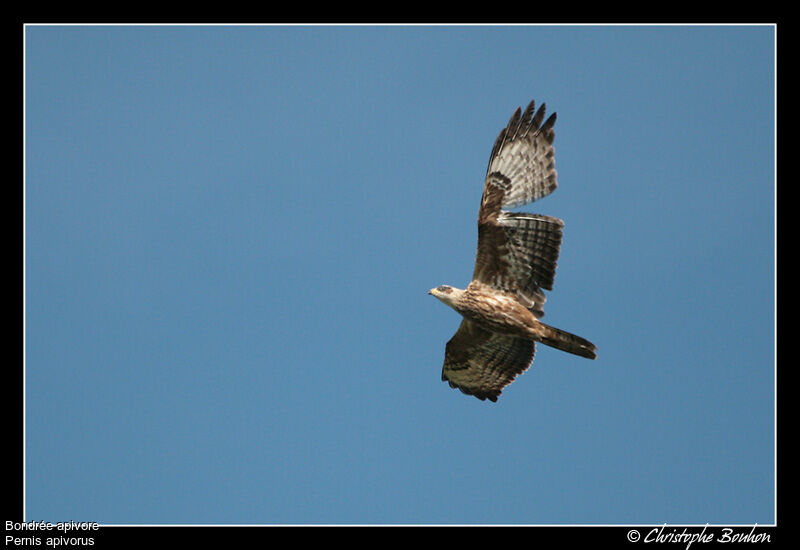 European Honey Buzzard