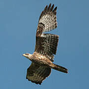 European Honey Buzzard