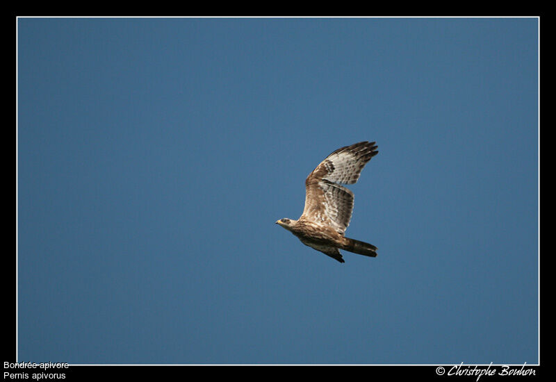 European Honey Buzzard