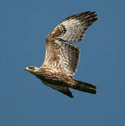 European Honey Buzzard