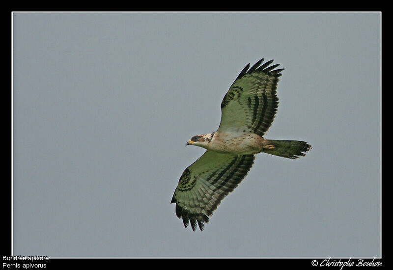 European Honey Buzzard