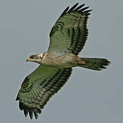 European Honey Buzzard