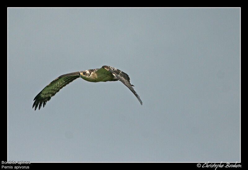 European Honey Buzzard