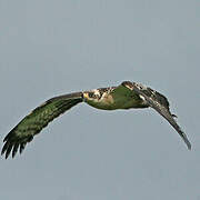 European Honey Buzzard