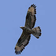 European Honey Buzzard