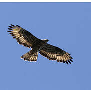 European Honey Buzzard