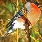 Eurasian Bullfinch