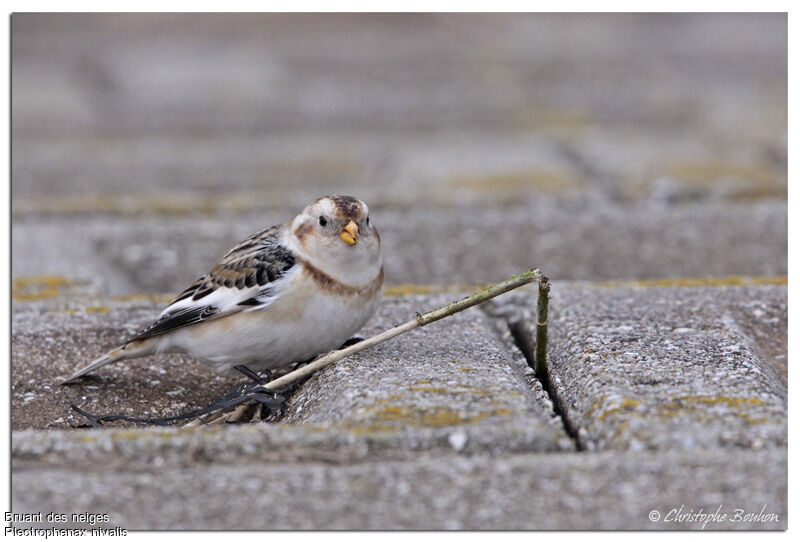 Bruant des neiges, identification