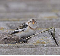 Snow Bunting