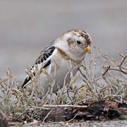 Snow Bunting