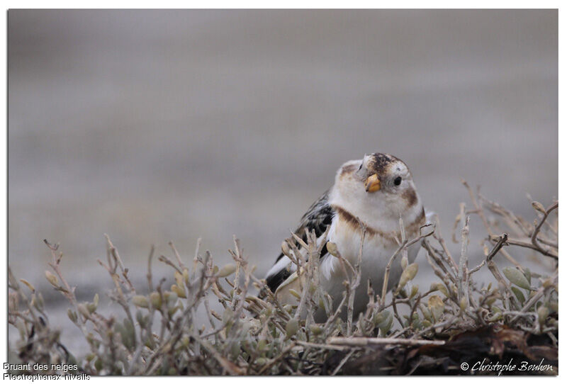 Snow Bunting