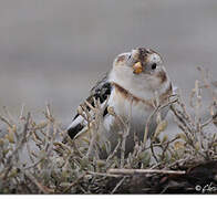 Snow Bunting