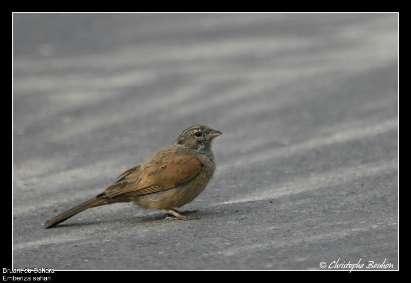 House Bunting female, identification