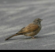 House Bunting