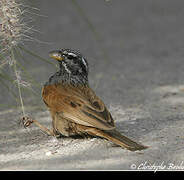 House Bunting