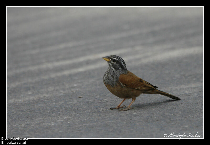 House Bunting male, identification