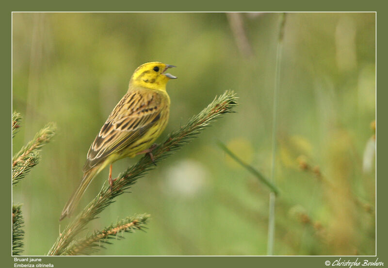 Bruant jaune mâle adulte