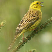 Yellowhammer