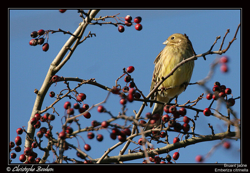 Yellowhammer