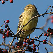 Bruant jaune