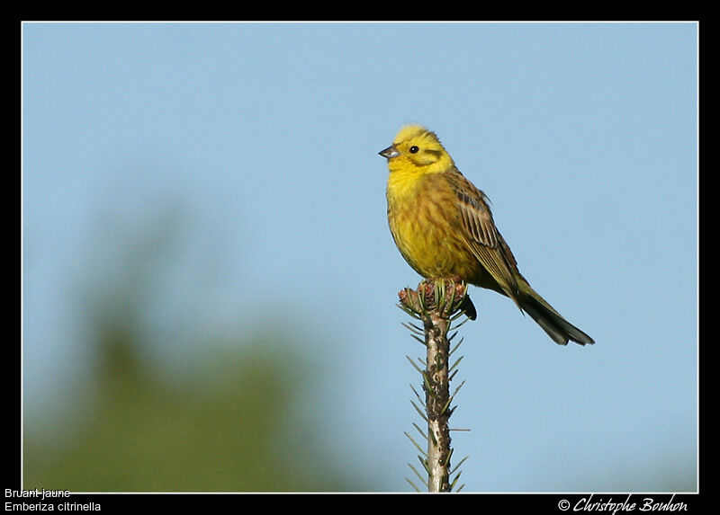 Bruant jaune