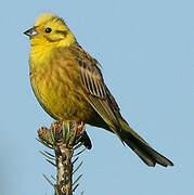 Yellowhammer