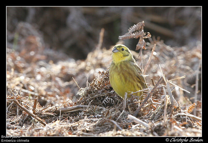 Yellowhammer, identification