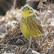 Yellowhammer