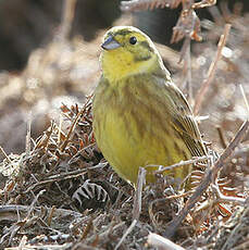 Bruant jaune