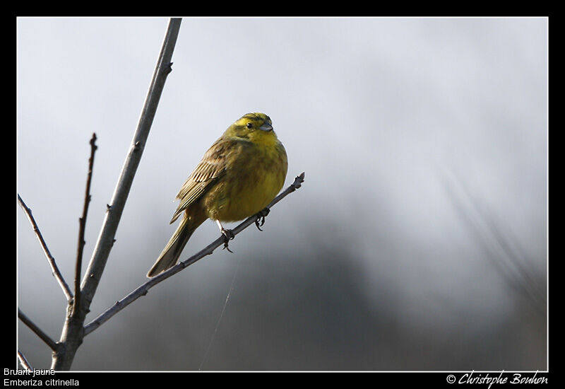 Yellowhammer, identification