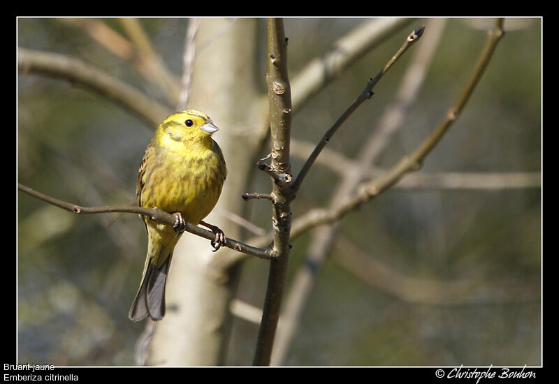 Yellowhammer, identification, Behaviour