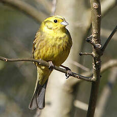 Bruant jaune