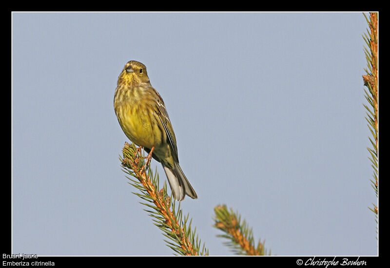 Bruant jaune, identification