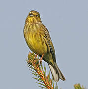 Yellowhammer