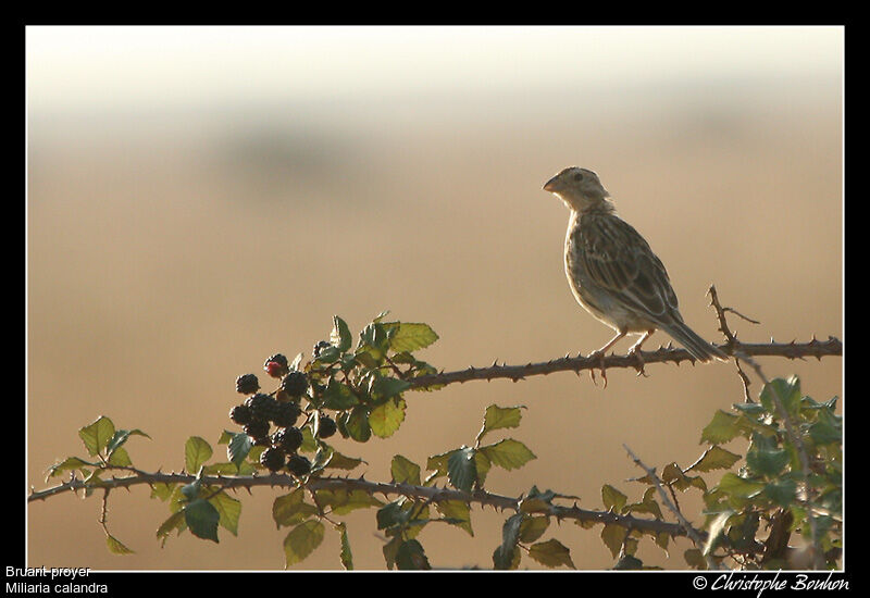 Corn Bunting