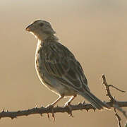 Corn Bunting