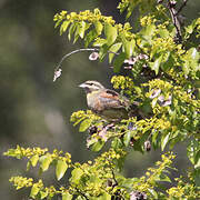 Cirl Bunting