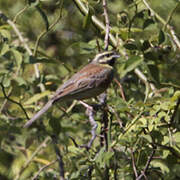 Cirl Bunting